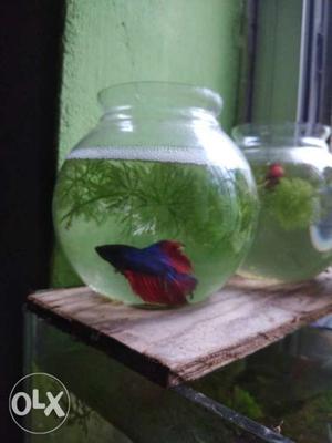 Fish bowl with live plant