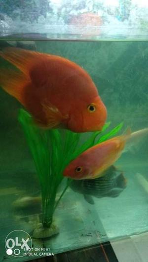 Fish heart shape parrat fish 7to 8 inches
