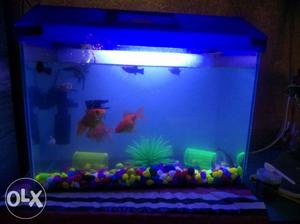 Fish tank only 3 month old