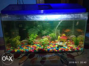Fish tank..with 7fishes and all decorates