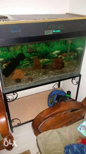 Fish tank with stand top 3 feet by months old