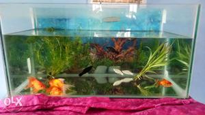 Fish tank with top and Air pump Cleaner