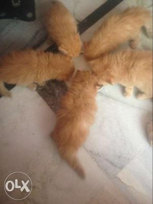 Five Orange Tabby Cats
