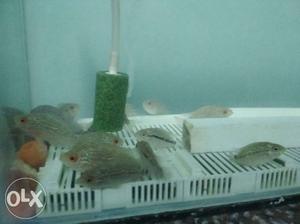 Floran sumal fish Rs.100 only very nice looking