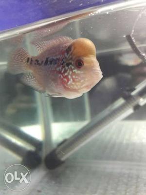 Flowerhorn Fish