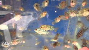 Flowerhorn Fish babies red dragon srd available