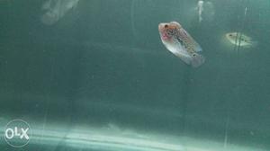 Flowerhorn Imported high quality mini monster for sale