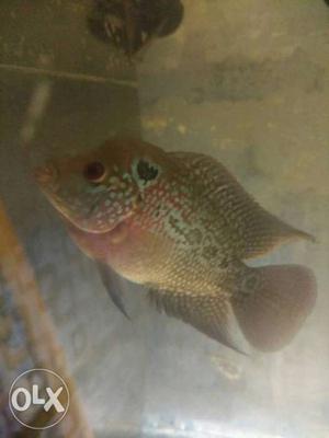 Flowerhorn canfam male with haed srd