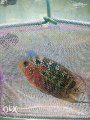 Flowerhorn fimale supar red draygan