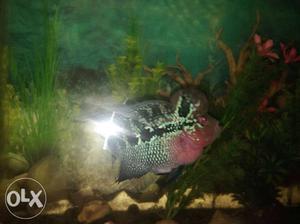 Flowerhorn fish bloodline