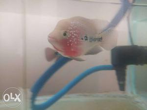 Flowerhorn fish very active male with pearls