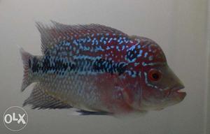 Flowerhorn fish with pop-up cross head pearls