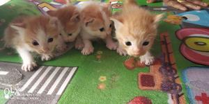 Four Persian Doll Face Cat's Kittens..