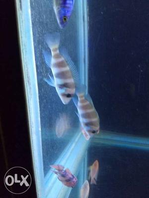 Frontosa Burundi 4" pair fish for sale 965o