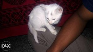 Full white cat.2 n a half week old.very playfull