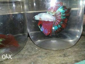 Fullmoon Betta male only for 300rs