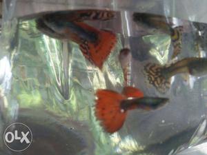 Gappy fish pair 50