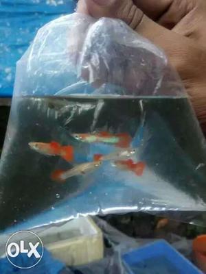 German red guppy for male and female 70 rs only