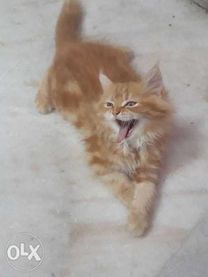 Ginger persian male