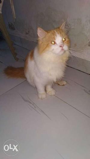 Golden and white Parisian male cat