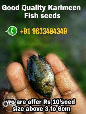 Good Quality Karimeen Seeds