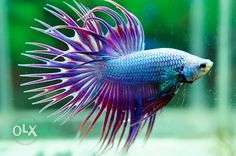 Good quality crowntail Betta fish available