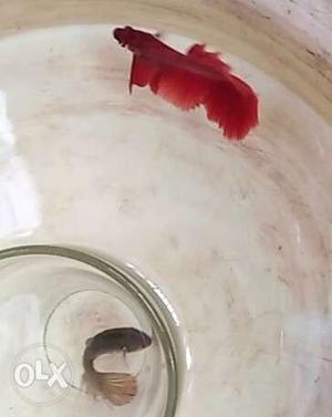 Good quality male and female betta fish