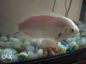 Gourami fish 4 years old