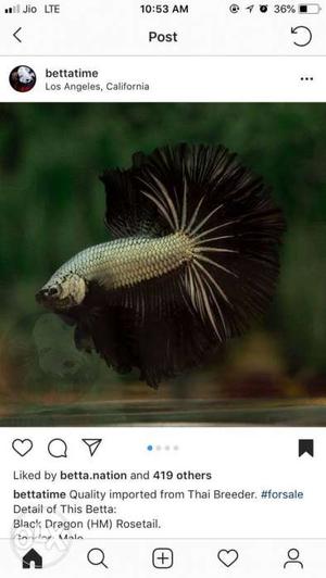 Gray And Black Betta Fish Screenshot