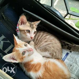 Gray And Orange Tabby Cats