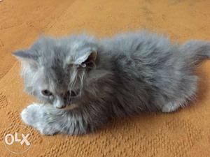 Grey female 2months semi punched Persian cat