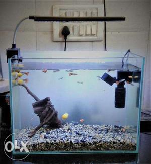 Guppy fish tank