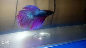 Halfmoon betta fish