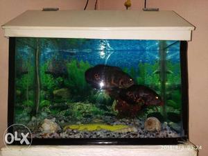 Healthy Blk Oscar 5" Fish Pair Only 450 Rs