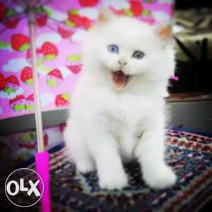 High quality kitten 1 white & 2 taboo Persian