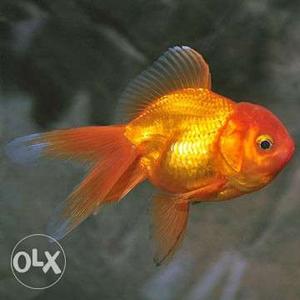 High quality oranda Goldfish available