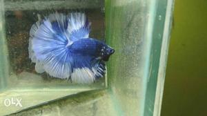 I have imported betta fish all colors available