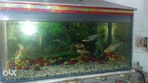 I want to sale aquarium with fish & moter it's