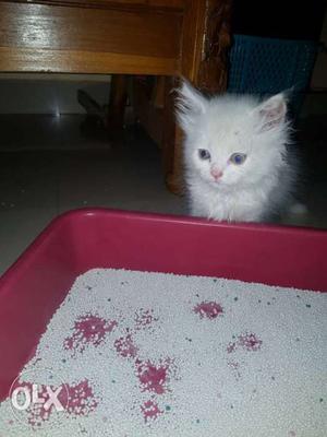 I want to sell My Persian Cat white colour 30 days