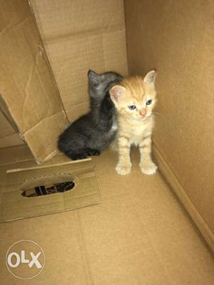 I want to sell my persian kittens only 1month old