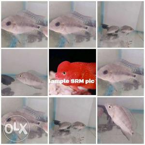 Imported GB KML Flowerhorns babies for sale limited stock