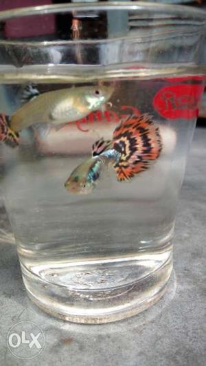 Imported Guppy for sale... dragon guppy..red
