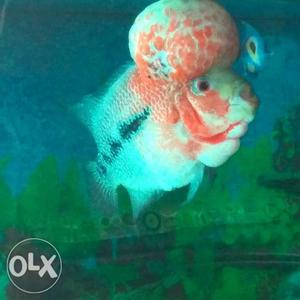 Imported Red Dragon Flowehorn fish