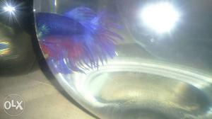 Imported betta fish crown Tail+4" boul free