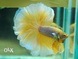 Imported betta fish is available and also