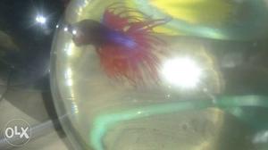 Imported crown tail betta Fish+4"boul free