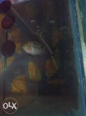Imported flowerhorn fries 2.5 inches