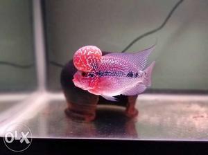 Imported flowerhornfish pp bloodline