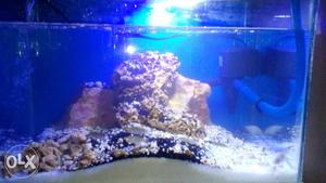 Just normal marine set up for sale with 10 fish