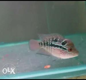 Kamfa cross red dragon Flowerhorn with head guaranteed